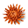 ORANGE SARAH MUM