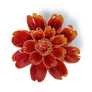 ORANGE YELLOW PARIS DAISY