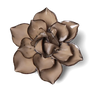 DAFFODIL LATTE