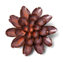 PEACH MOCHA CORNFLOWER