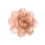 ROSE PINK CAMELLIA